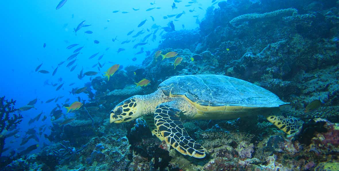 Angsana Ihuru Sea Turtle - arenatours.com