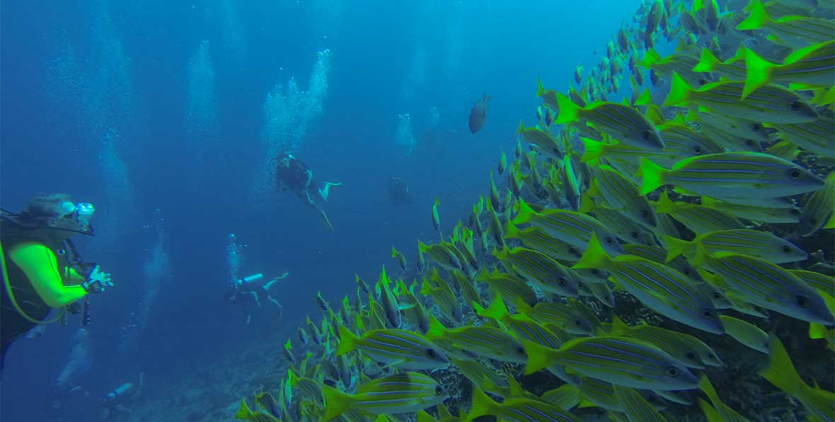 Angsana Ihuru Diving - arenatours.com