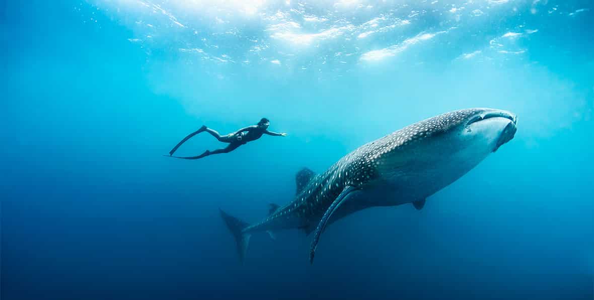 Sf Free Diving With Whale Shark By Peter Marshall - arenatours.com