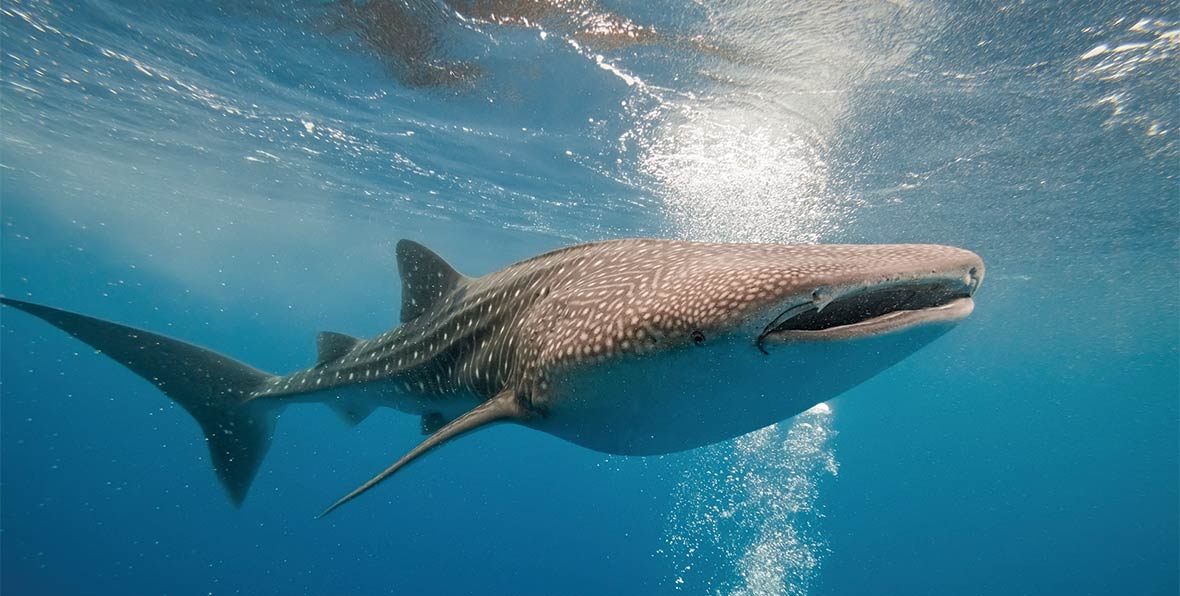 Tour d'observation des requins-baleines