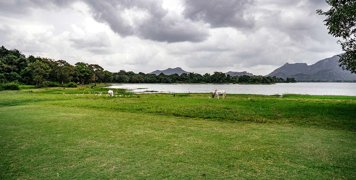 Amayal Lake Dambulla - arenatours.com