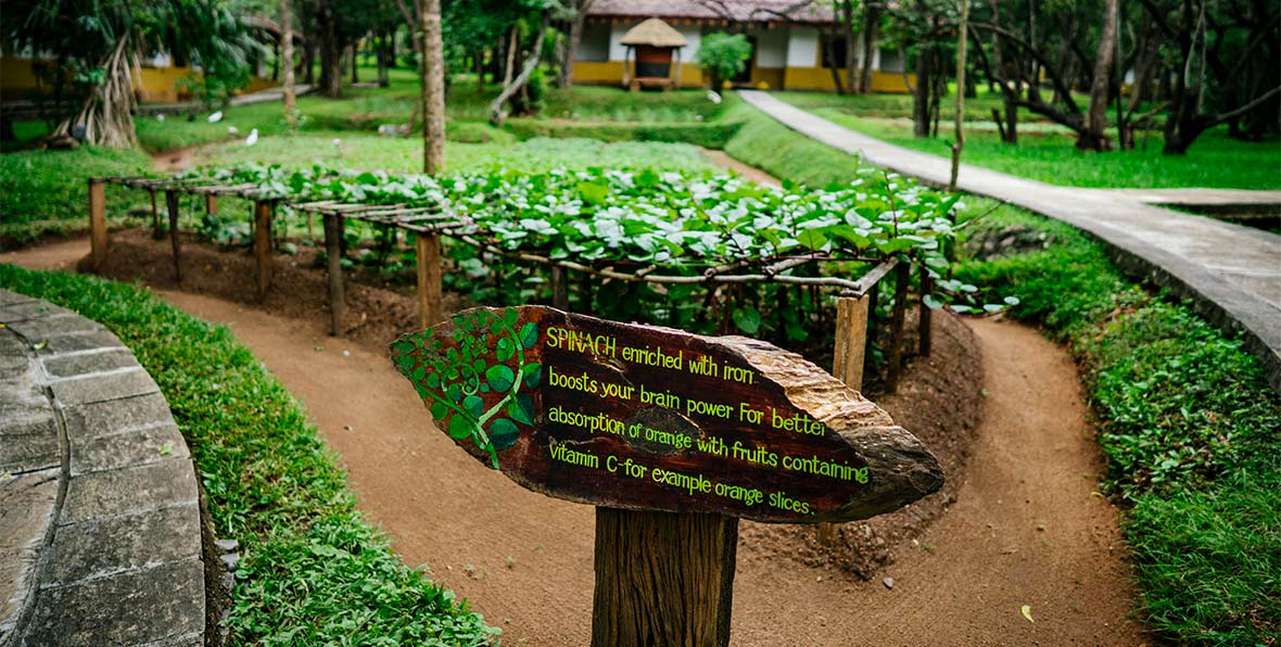 Amayal Lake Dambulla - arenatours.com