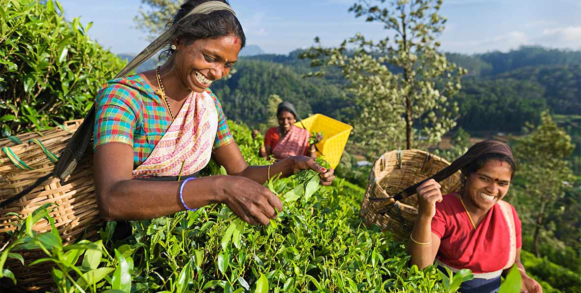 Experiencia del té