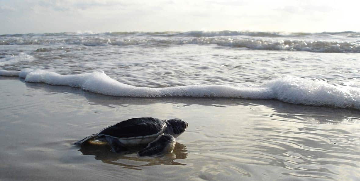 Observatory of Kosgoda turtles