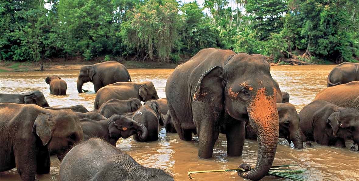 Orphelinat des éléphants à Pinnawala