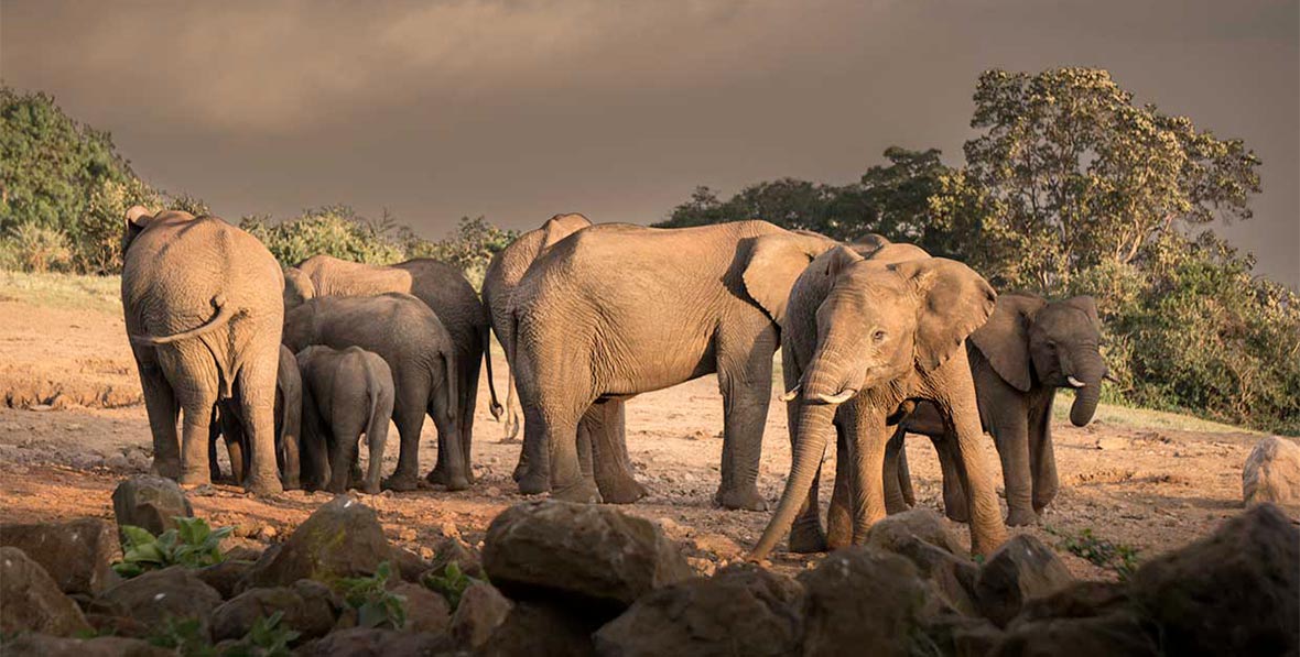 The Ark Lodge Aberdare National Park Kenia - arenatours.com