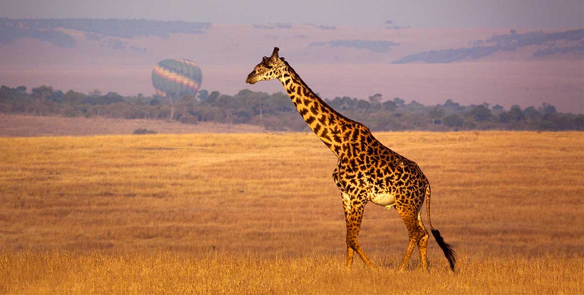 Visita à Casa Museu de Karen Blixen & Centro de Girafas