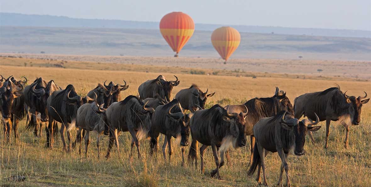 Safari en montgolfière au lever du soleil dans le Masai Mara avec petit-déjeuner