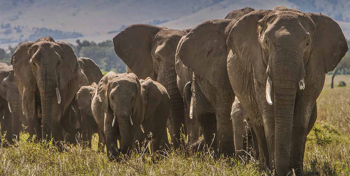 Besuch im Elefantenwaisenhaus von Daphne Sheldrick