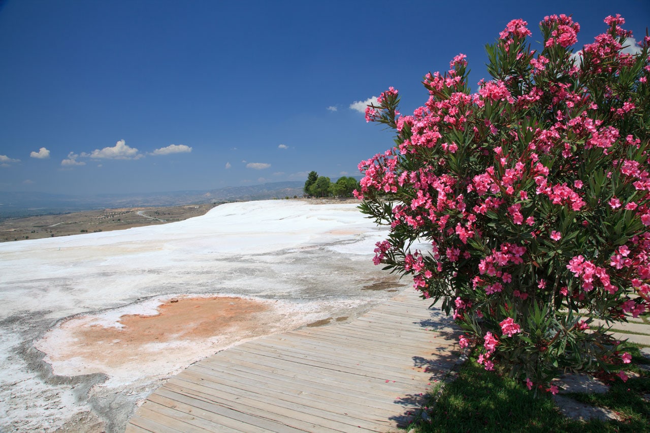 flores de pammukkale