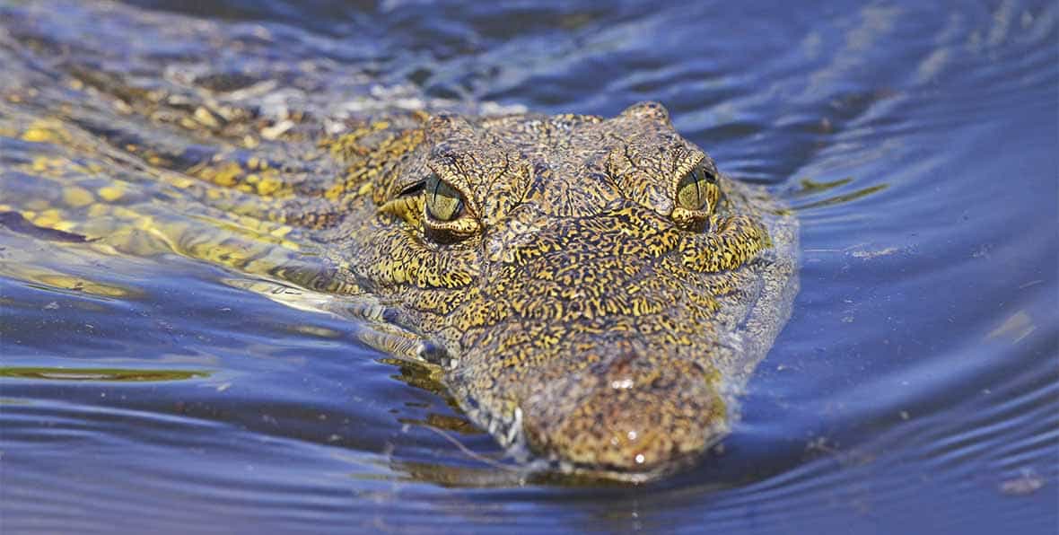 Cruzeiro no Lago Vitória