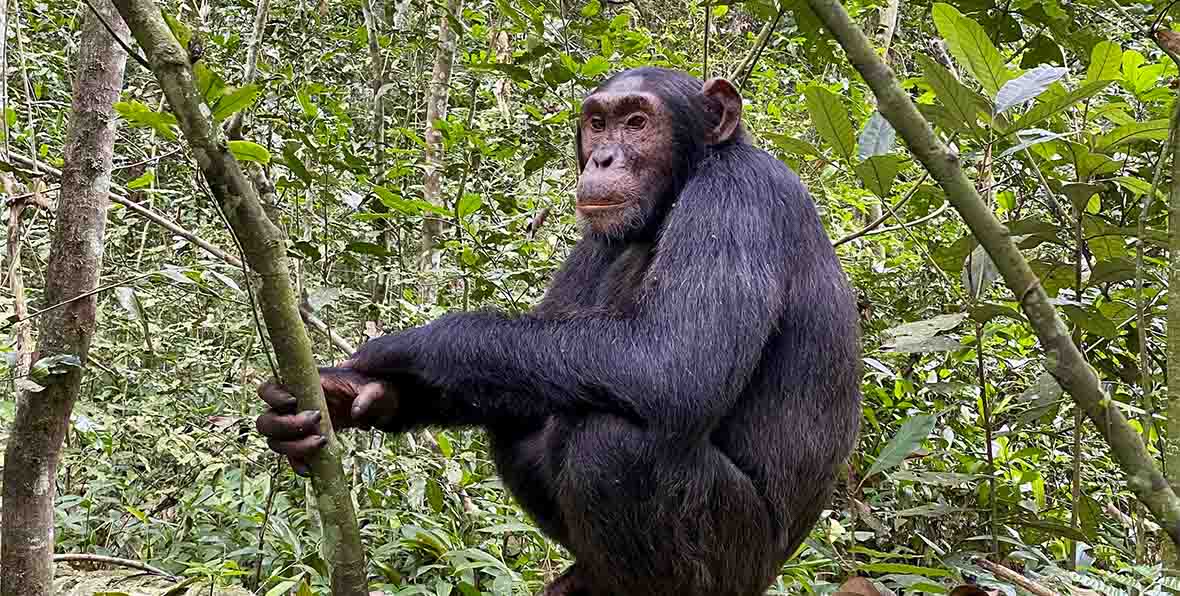 Visitar el Santuario de Chimpancés de Ngamba