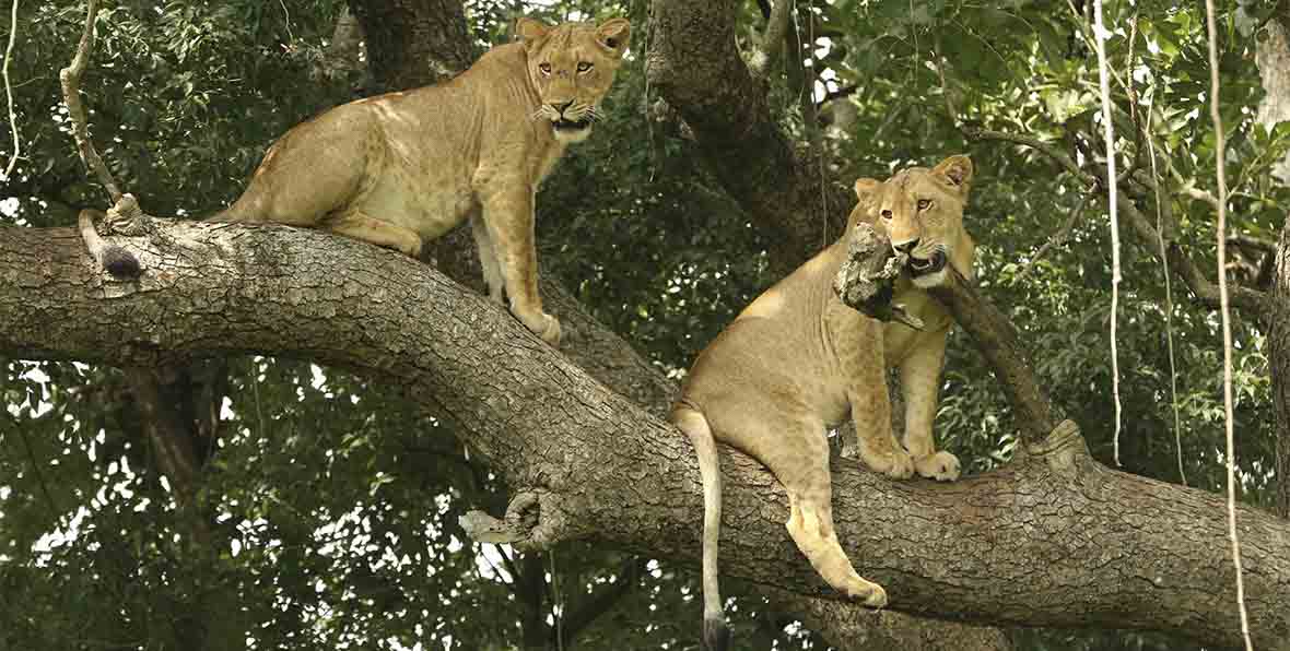 Safari nel Queen Elizabeth National Park