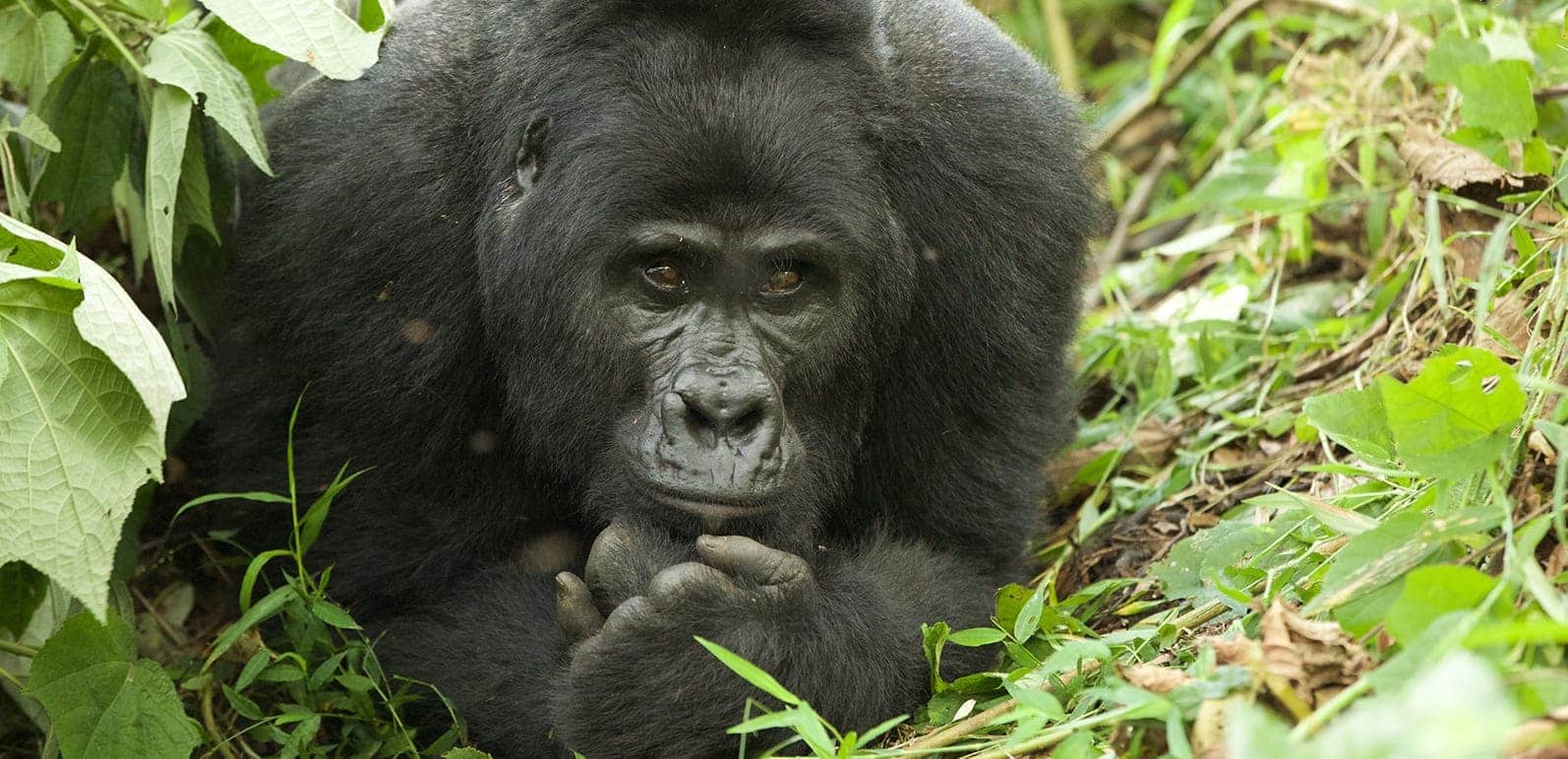 Viajes Uganda Trekking Gorilla Hp Slider - arenastours.com -