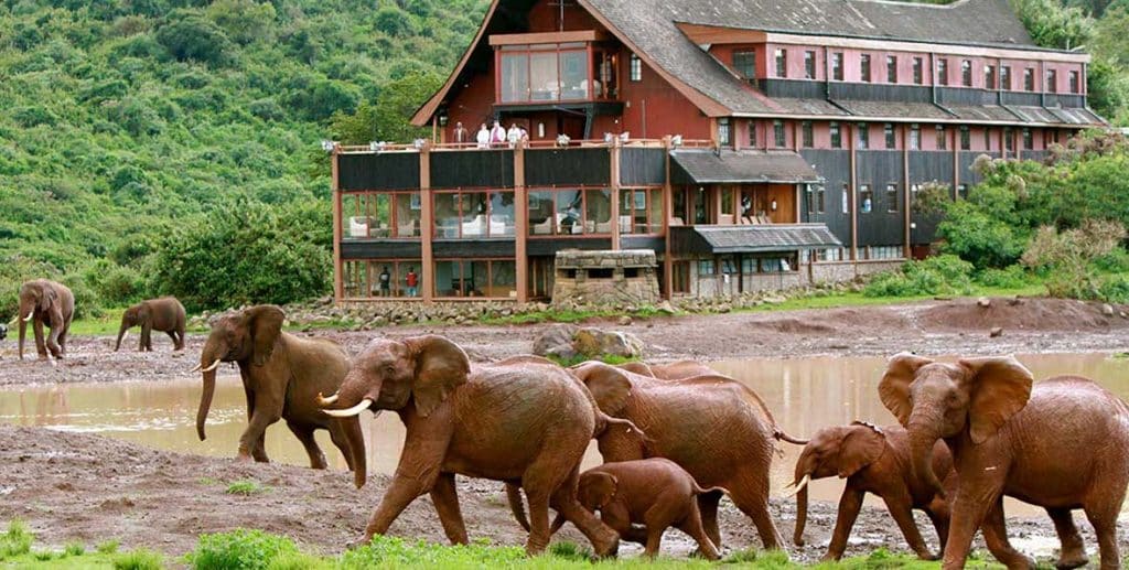 Viake Kenia The Ark Lodge - arenastours.com -