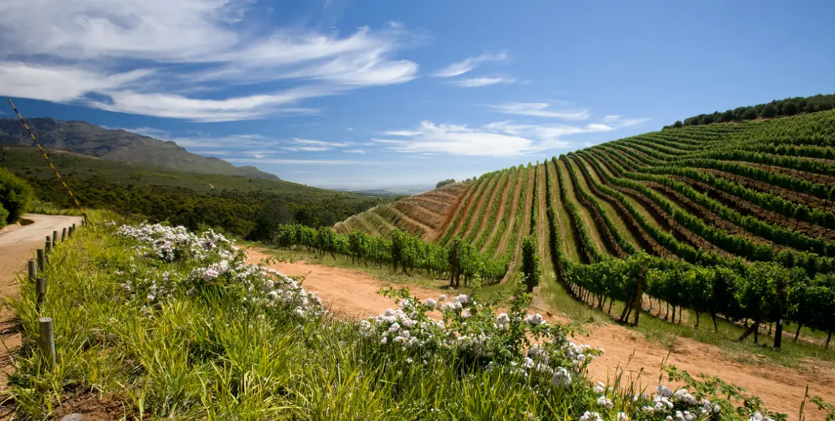 Tour das Winelands