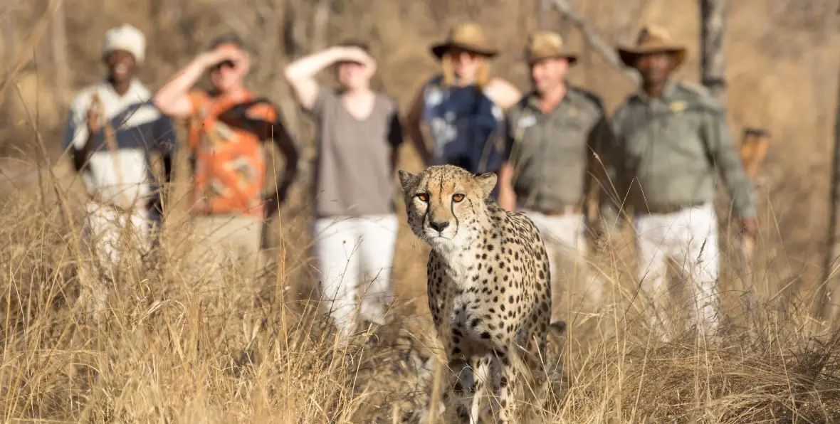 Sudafrica Chisomo Camp - arenatours.com -