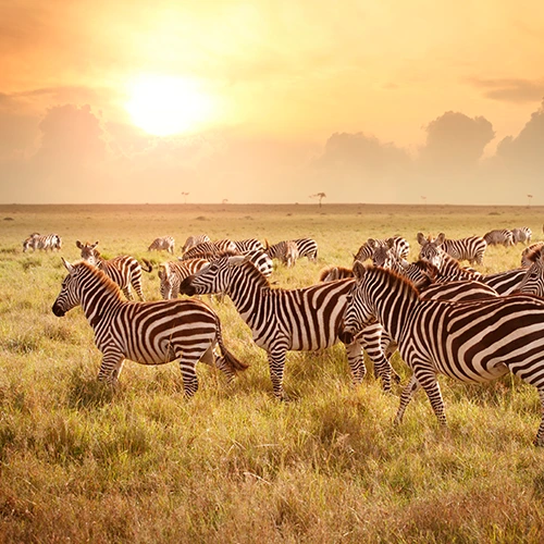 Viajes A Kenia Safari En Privado - arenatours.com - Kenia