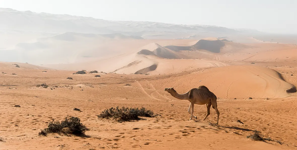 Descanso en un Campamento Beduino en Wahiba Sands