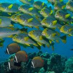 Buceo Snorkeling Y Catamaran - arenatours.com