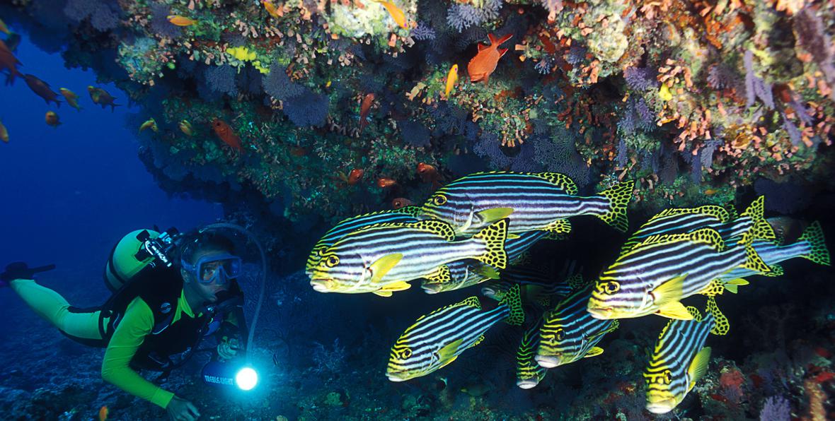 excursiones de buceo en Safari Island Resort & Spa Maldives