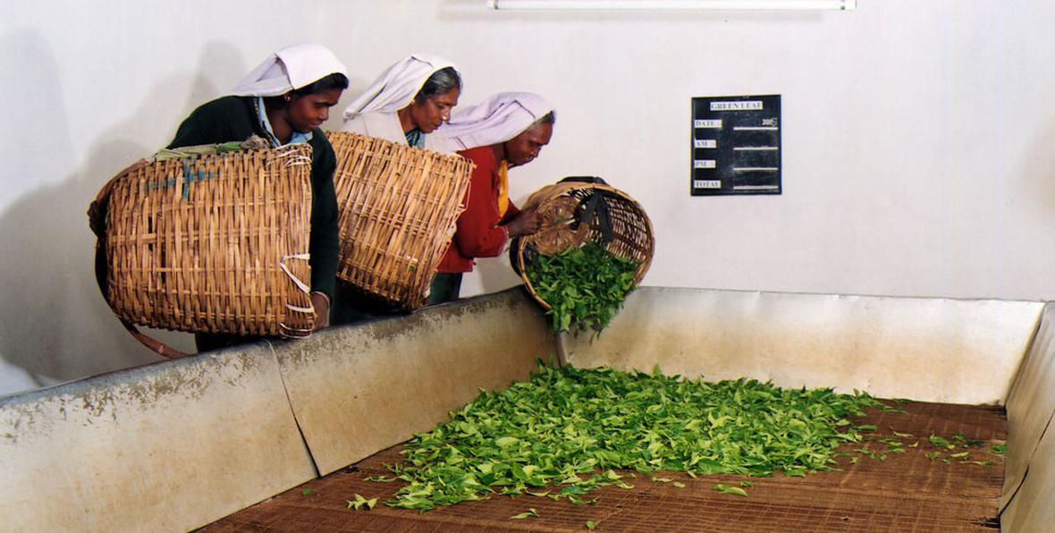 Heritance Tea Factory - arenatours.com